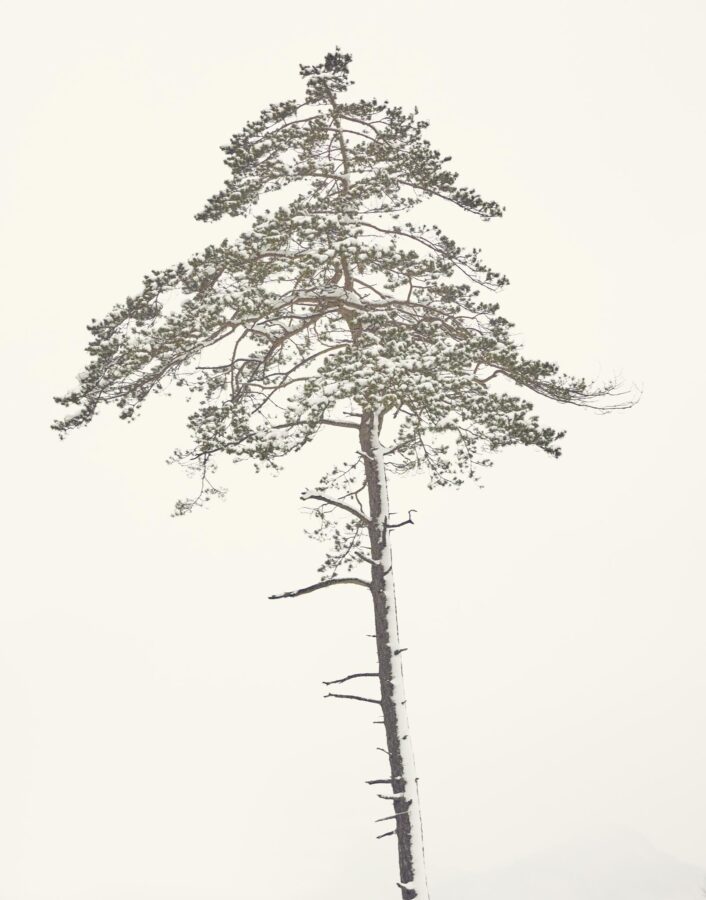 Kiefer I, Lechtal, 2023, #_091